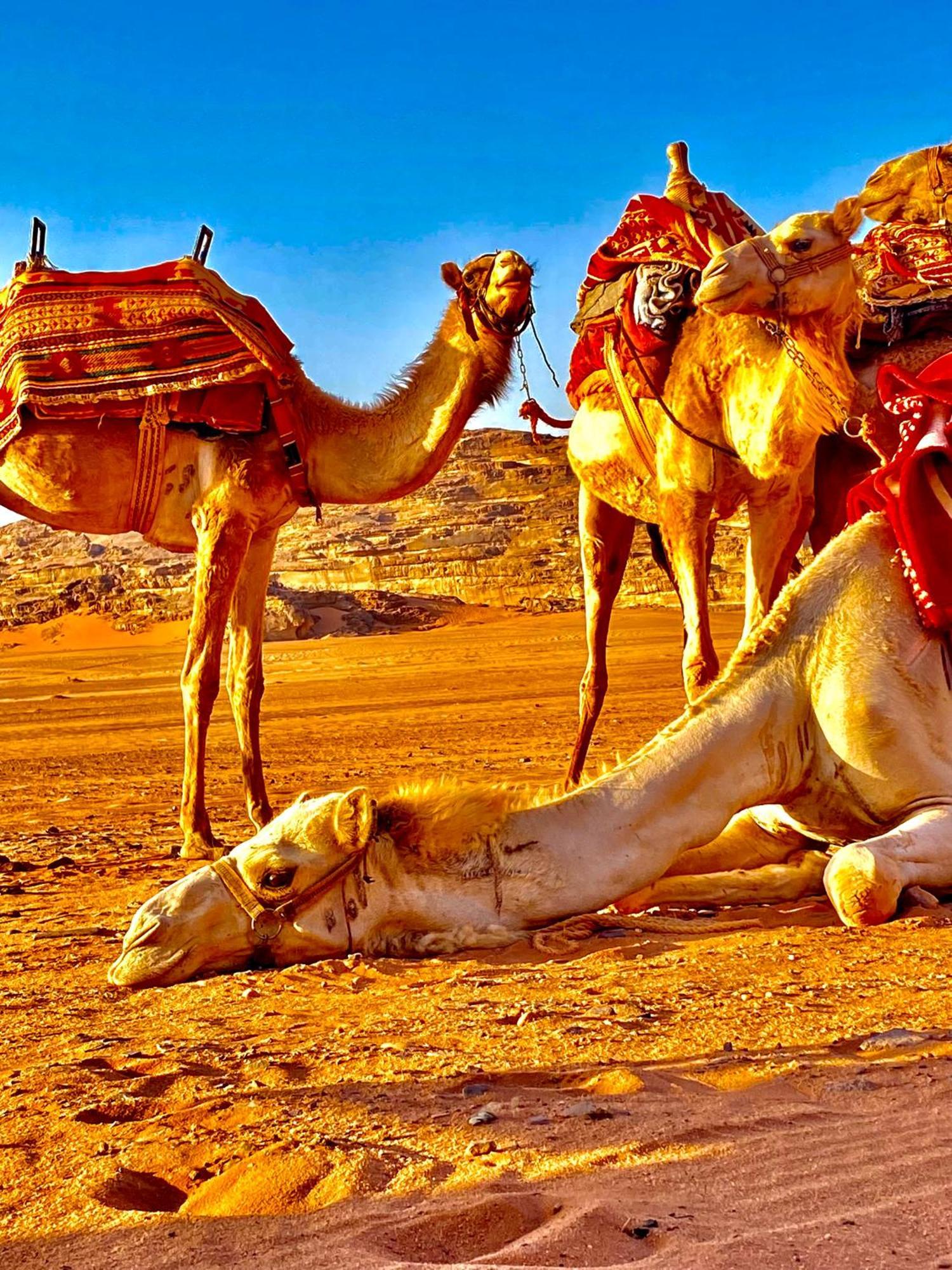 Rum Relaxation Luxury Camp Wadi Rum Zewnętrze zdjęcie
